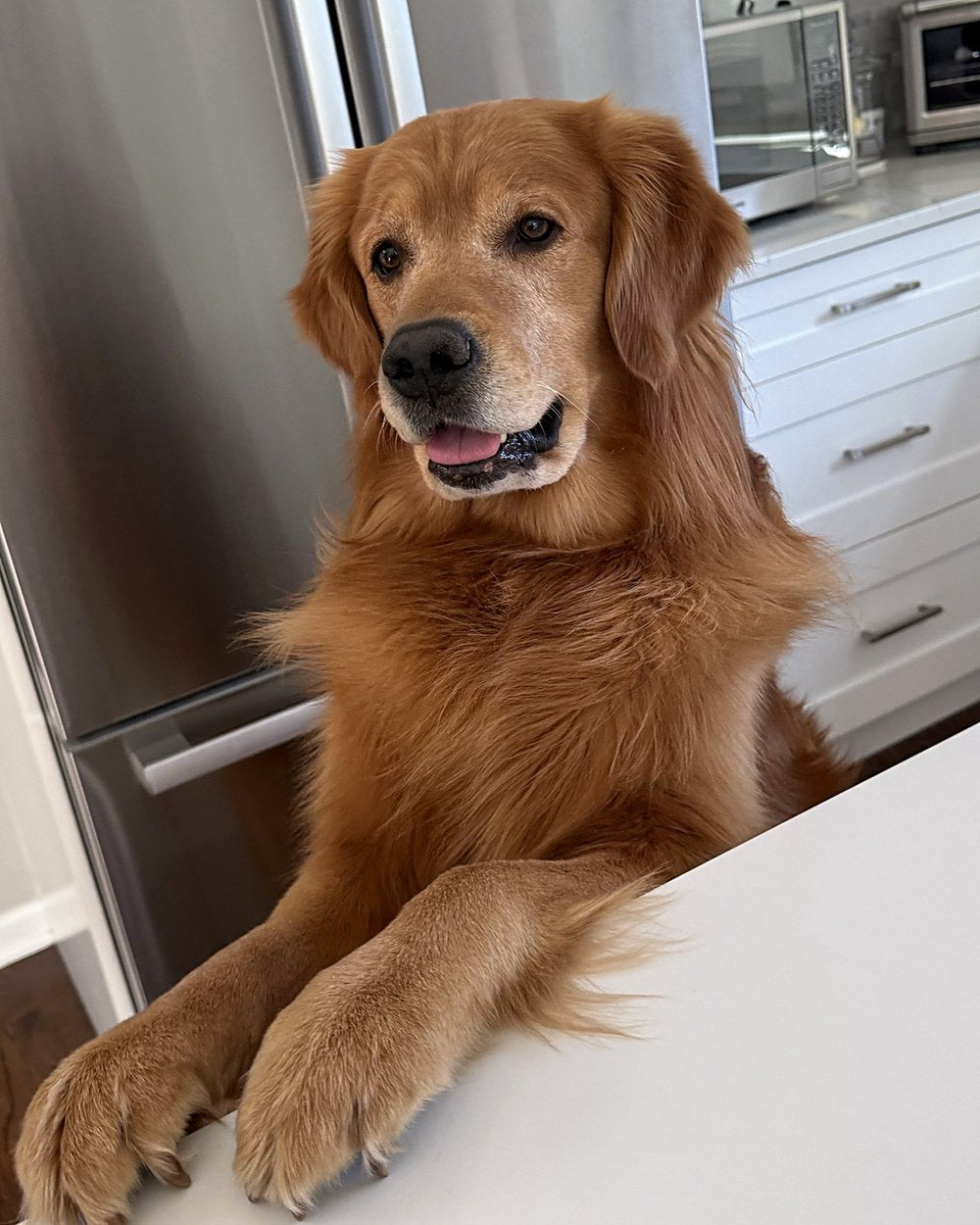 A golden retriever waiting for the monthly box